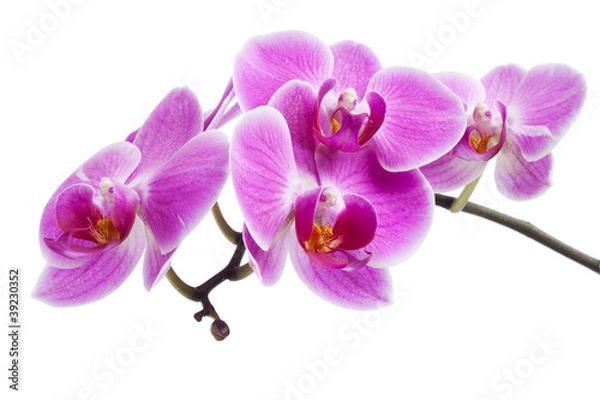 Obraz Różowy orchidea izolowana