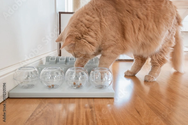 Fototapeta Close up on a adorable cat trying to catch a crunch. Funny kitty playing with crunchy. Cat with a challenging toys for feline. Stimulating treats games for kitten. Cats while playing with dry food.