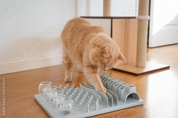 Fototapeta Close up on a adorable cat trying to catch a crunch. Funny kitty playing with crunchy. Cat with a challenging toys for feline. Stimulating treats games for kitten. Cats while playing with dry food.
