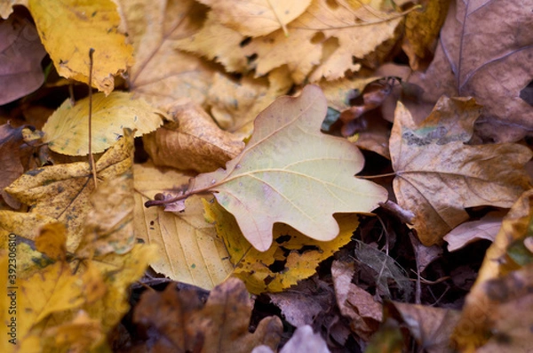 Fototapeta Photo of maple and oak leaves in November