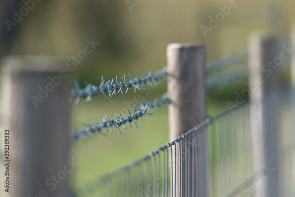 Fototapeta New sharp barbed wire fence with smooth blurred background. Copy space