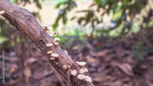 Fototapeta white mushroom grow on the trunk of a tree