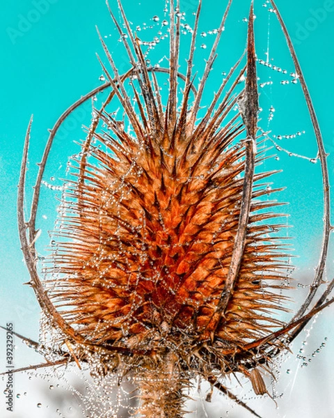 Obraz cactus on blue