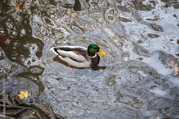 Obraz duck on the water