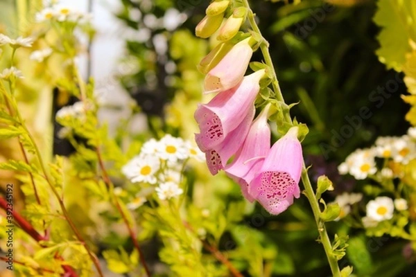 Fototapeta Pink Foxgloves 