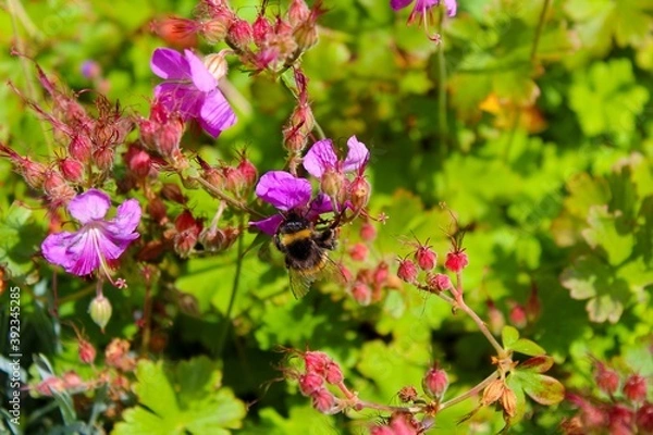 Fototapeta Summer worker