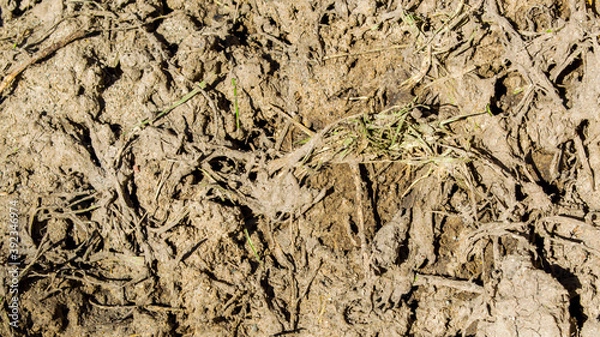 Obraz background texture-ugly hardened dirt and mud with grass and twigs mixed in