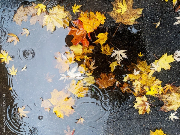 Fototapeta Bright yellow maple leaves on wet asphalt ground on rainy autumn day