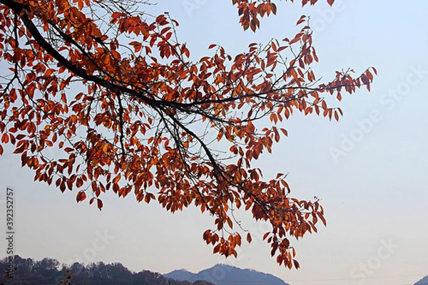 Fototapeta 단풍잎