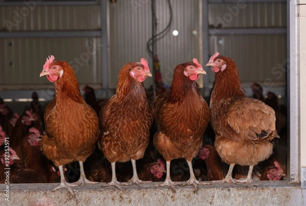 Obraz Several laying hens looking out