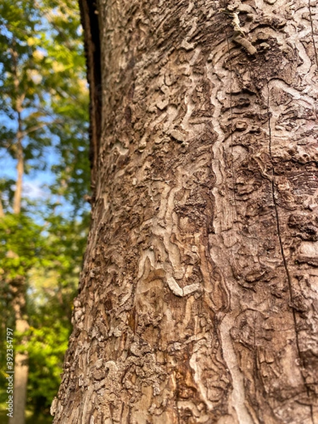 Fototapeta emerald ash borer, sinuous carvings dug by the larvae on a tree trunk