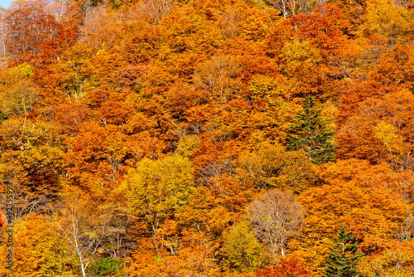 Fototapeta 日光の紅葉