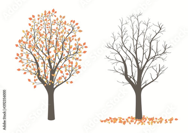 Obraz Drawing of a tree with leaves in two versions on a light background