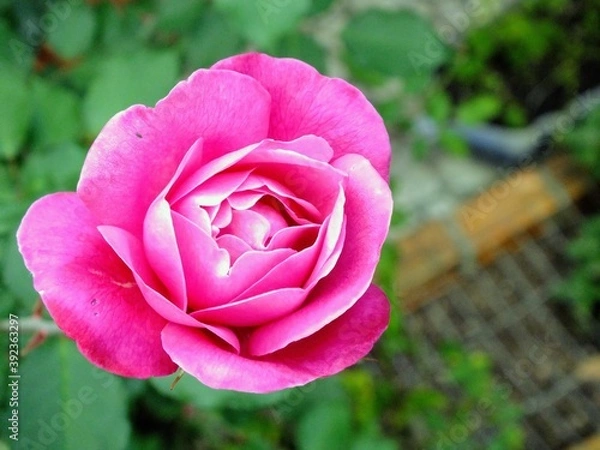 Obraz pink rose in garden