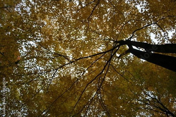 Obraz Autumn Canopy 2020