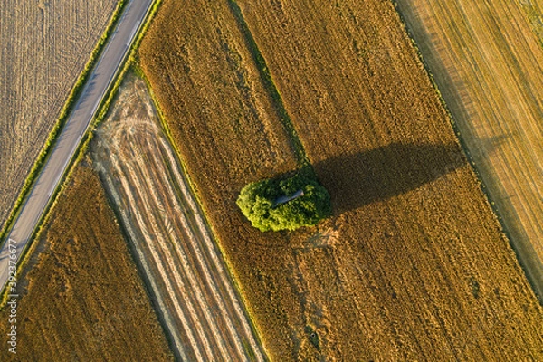 Obraz droga i drzewo