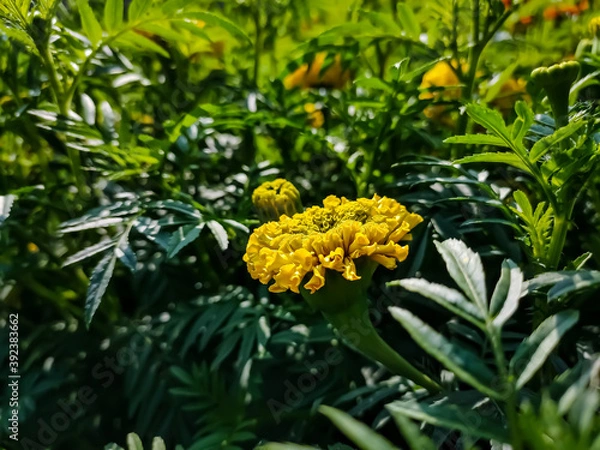 Fototapeta Tagetes is a genus of annual or perennial, mostly herbaceous plants in the sunflower family (Asteraceae). It was described as a genus by Carl Linnaeus in 1753.