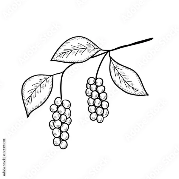 Obraz Chinese Schisandra mon