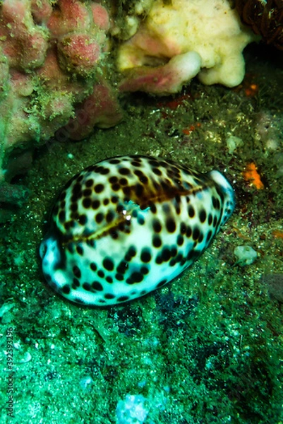 Obraz Tiger cowrie