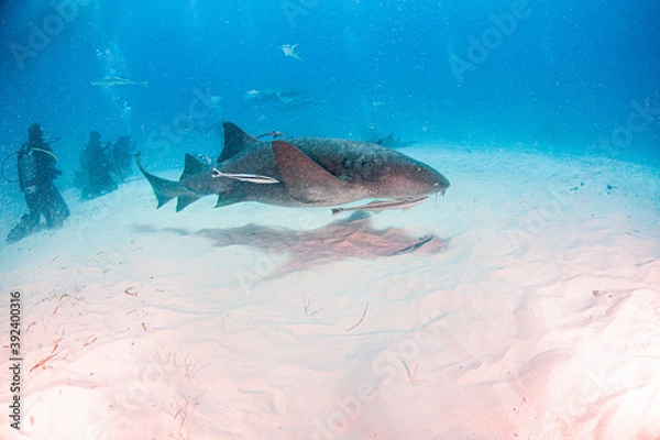 Fototapeta Nurse shark at the Bahamas