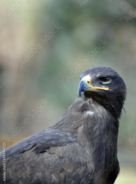 Fototapeta Raubadler