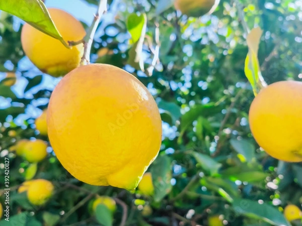 Obraz レモンの木