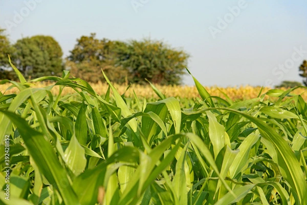 Fototapeta Cord Crop