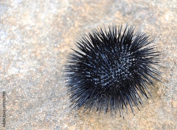Obraz Sea urchin upside down