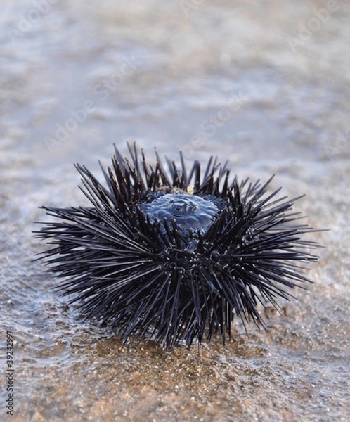 Obraz Sea urchin upside down