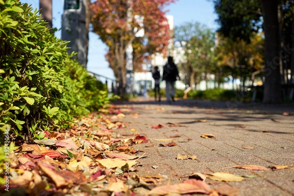 Obraz 歩道・ローアングル・冬・秋の道・落ち葉アップ