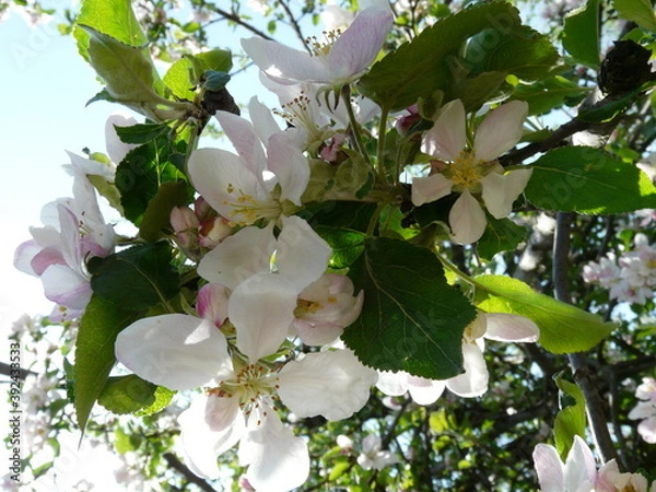 Fototapeta apple flower