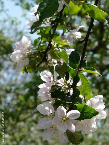 Fototapeta apple flower