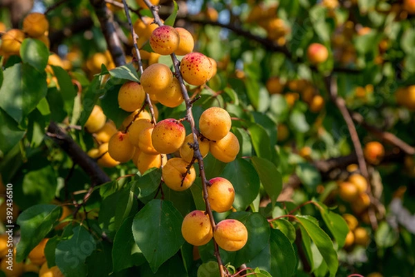 Fototapeta apricots on a tree