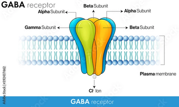 Fototapeta GABA receptor Ultra Structure vector design