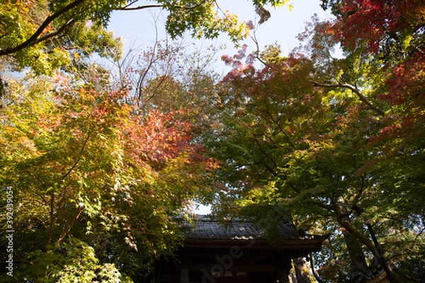 Fototapeta 紅葉の中の山門