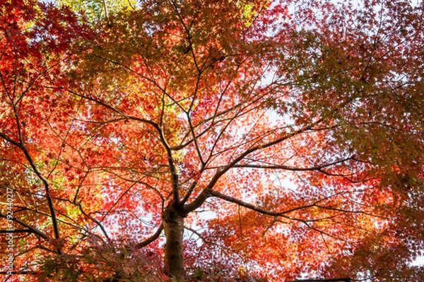 Fototapeta 日本の秋