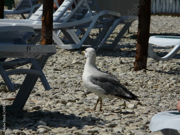 Fototapeta gulls