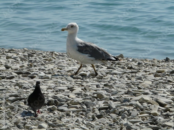 Fototapeta gulls