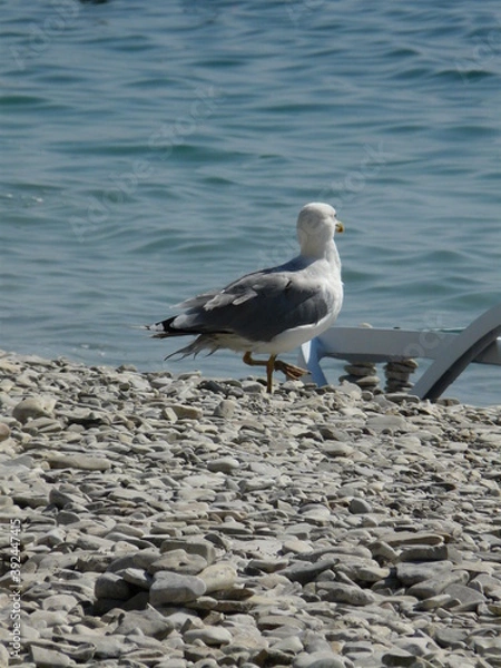 Fototapeta gulls
