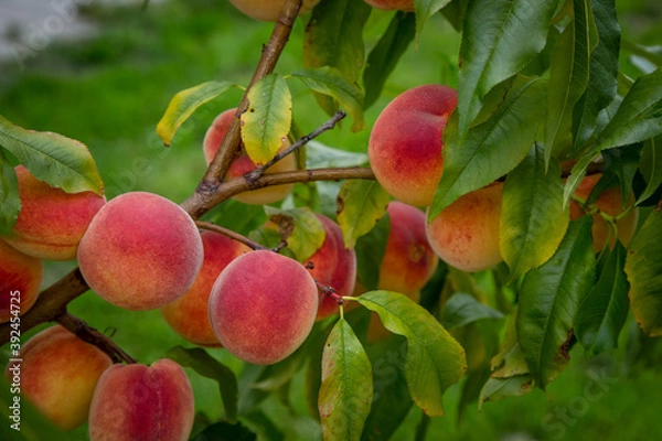 Obraz peaches on tree