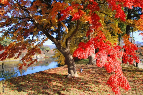 Fototapeta 秋の鶴ヶ城公園（福島県・会津若松市）