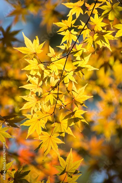 Fototapeta 多聞院（埼玉県）の紅葉