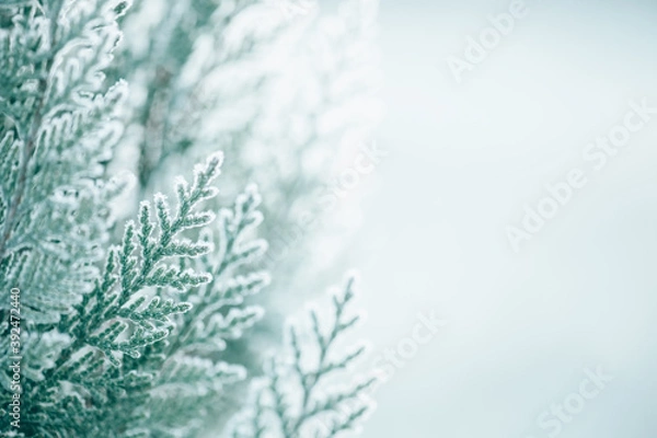 Obraz Beautiful thuja covered with frost in the contour of the dawn light, shallow depth of field soft light. Background for new year and Christmas holidays