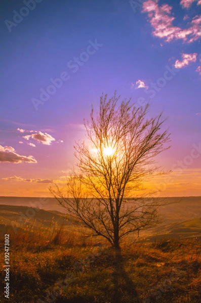 Obraz tree at sunset
