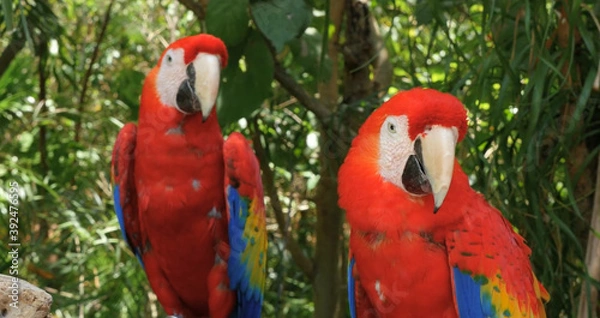 Obraz red and yellow macaw