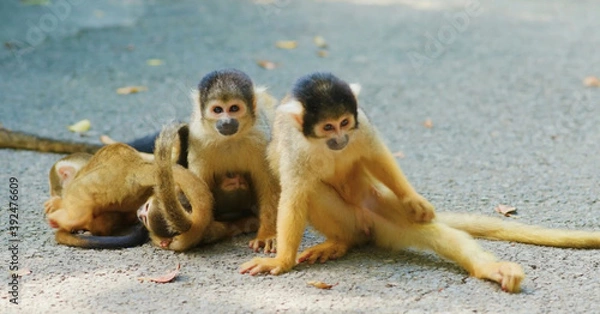 Obraz two monkeys on a rock