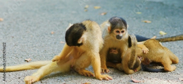 Obraz monkey eating banana
