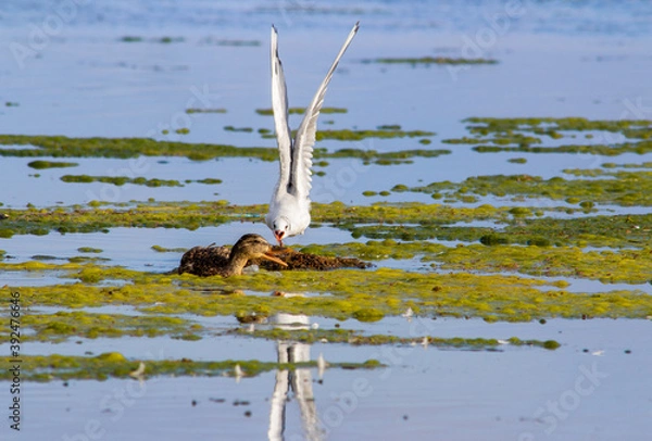 Obraz duck-seagull fight