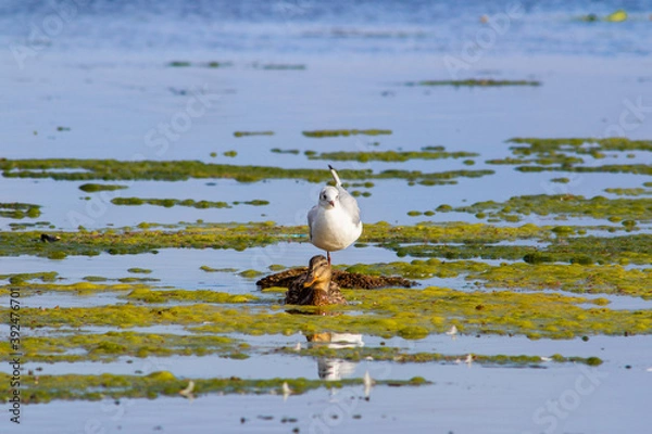 Obraz seagull with duck together