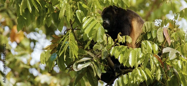Obraz tailed lemur on tree in peru
